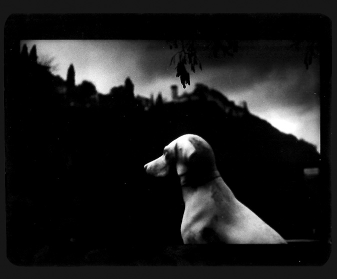 black and white photos of animals. Dark lack an white animals